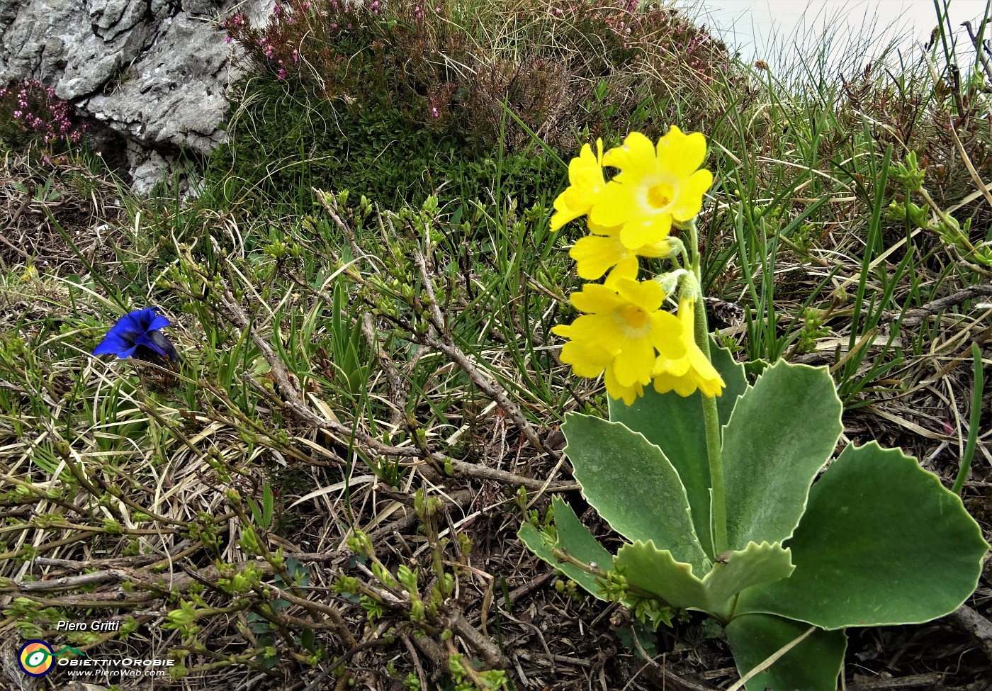 72 E ci godiamo stavolta col sole  anche le primule orecchie d'orso (Primula auricula) .JPG